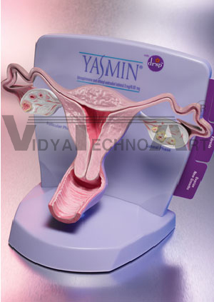 Uterus Model